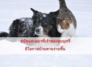เชื่อกันหน่อย! “หมอแมว” เตือนสูบบุหรี่ทำสัตว์เลี้ยงเป็น “มะเร็ง” ได้