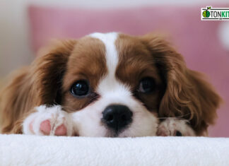 Petshop ธุรกิจมาแรงในยุคสังคมดิจิทัล