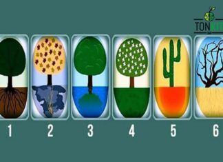 ให้เราทายนิสัยของคุณ จากภาพต้นไม้ที่คุณชอบ