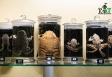 Zero Formalin น้ำยารักษาสภาพร่างสัตว์ ห้องเรียนปลอดภัยไร้ฟอร์มาลิน