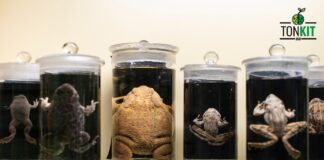 Zero Formalin น้ำยารักษาสภาพร่างสัตว์ ห้องเรียนปลอดภัยไร้ฟอร์มาลิน