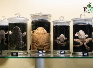 Zero Formalin น้ำยารักษาสภาพร่างสัตว์ ห้องเรียนปลอดภัยไร้ฟอร์มาลิน