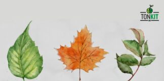 ใบไม้ที่คุณเลือก สะท้อน “จุดแข็ง” จากตัวตนของคุณอย่างไร