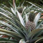 pine